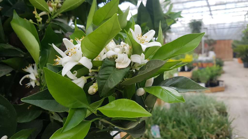 Citrus limon 150-175 cm